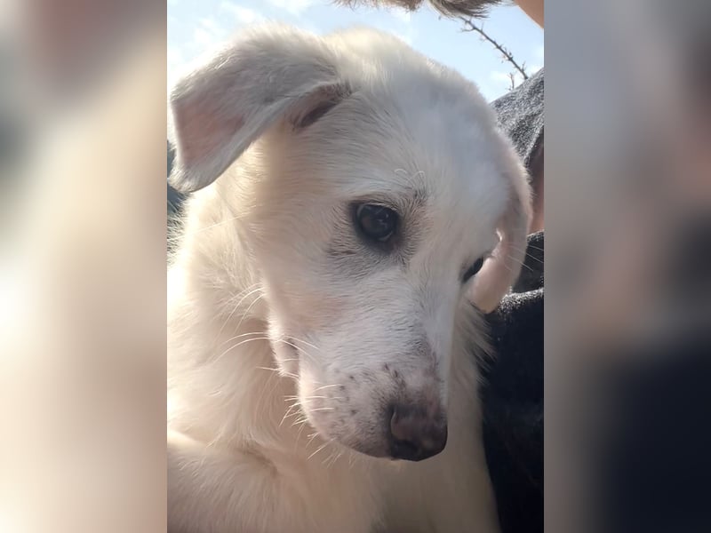 Otis – ein kleiner Sonnenschein auf der Suche nach einem Zuhause