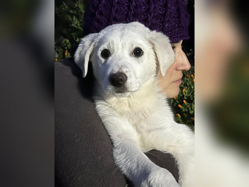 Otis – ein kleiner Sonnenschein auf der Suche nach einem Zuhause