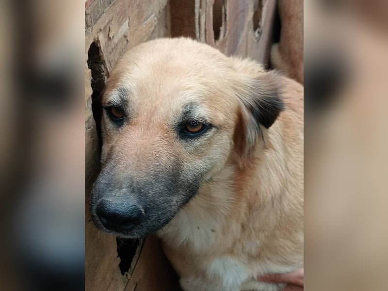 Luna – gib ihr Zeit und sie schenkt dir ihr Herz