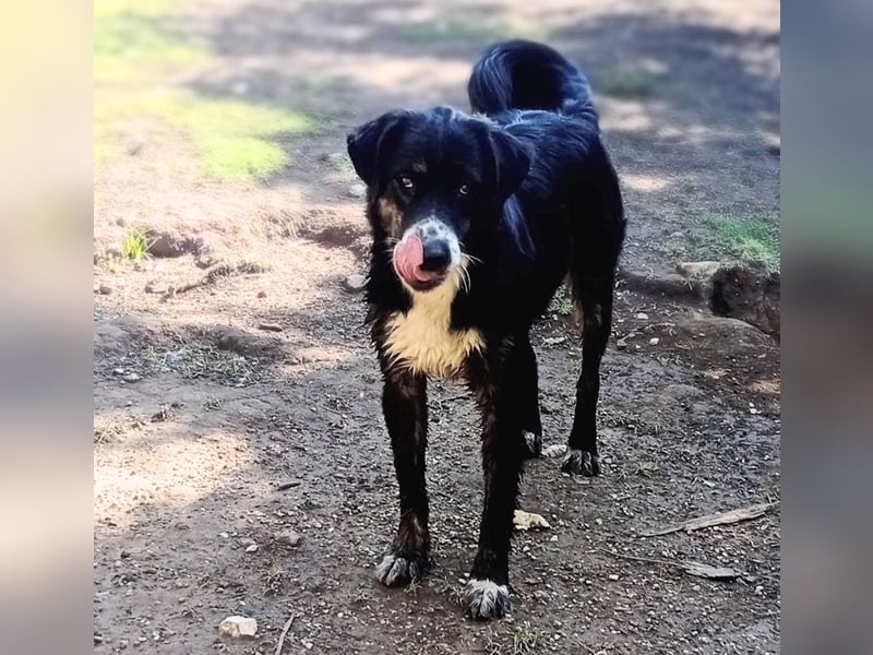 Black, der sanfte Herzenshund sucht Menschen, die ihm Zeit zum Vertrauen geben