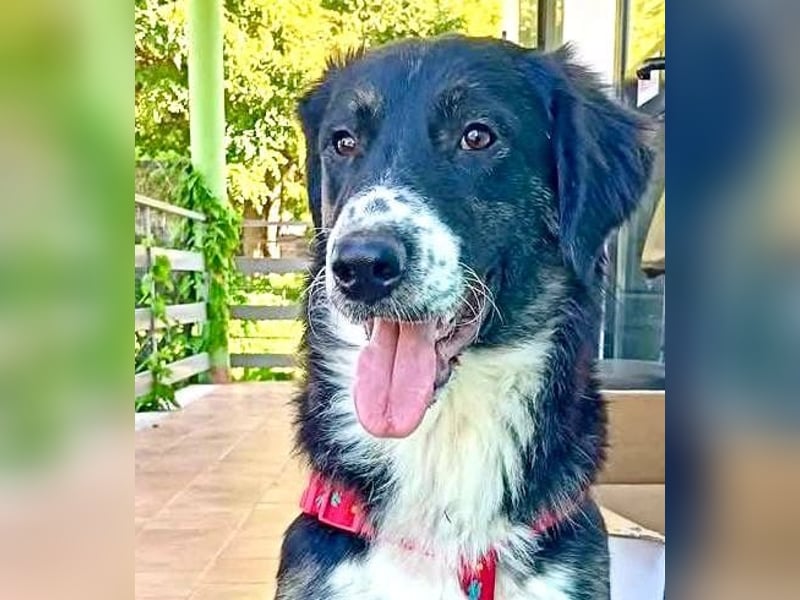Black, der sanfte Herzenshund sucht Menschen, die ihm Zeit zum Vertrauen geben