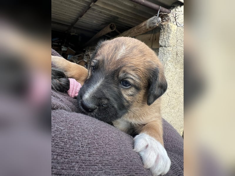 Lola – das süße Mischlingswelpenmädchen aus Sizilien braucht eine liebevolle Familie