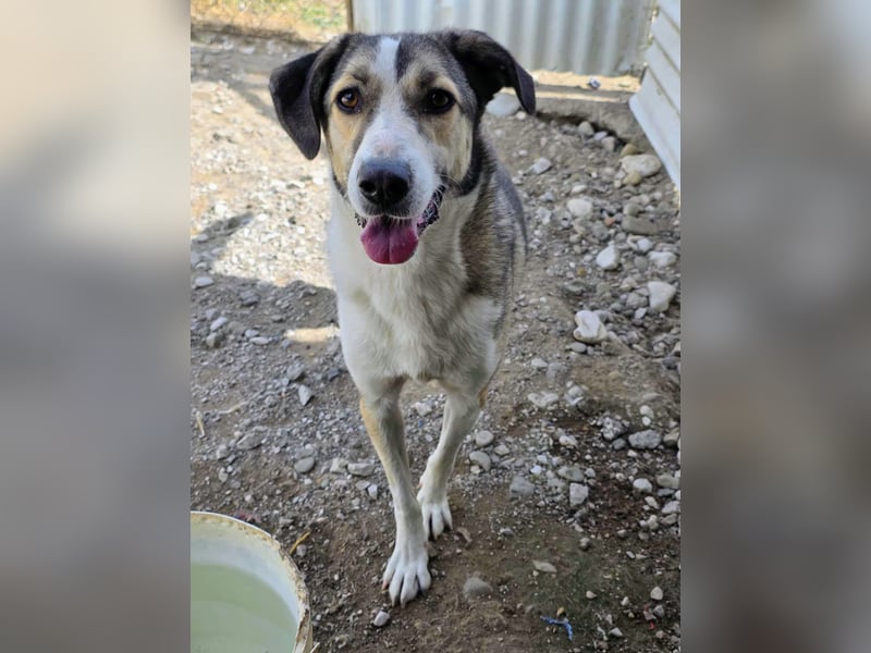 Emma wartet auf ihre Menschen!