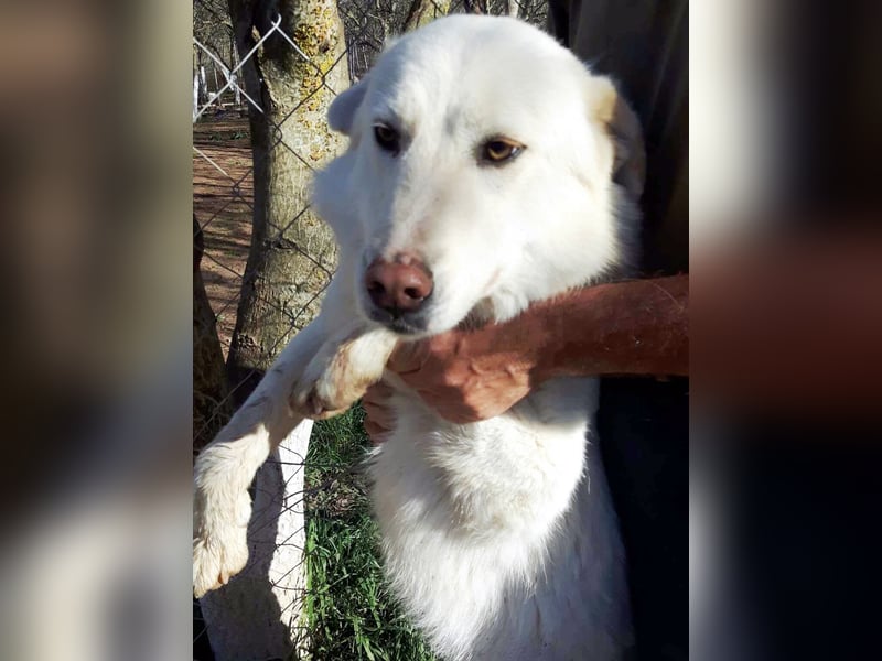 Molly wünscht sich ein Körbchen!