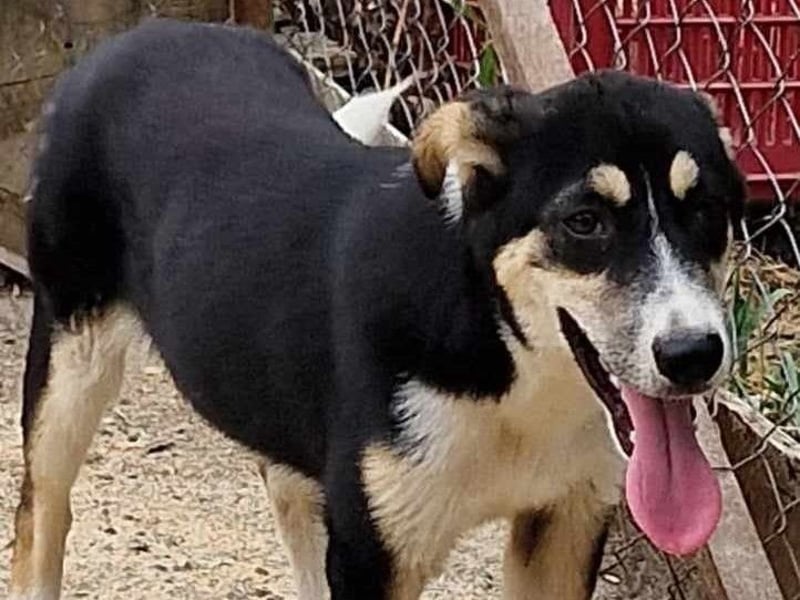 Jackson sucht ein aktives Zuhause!