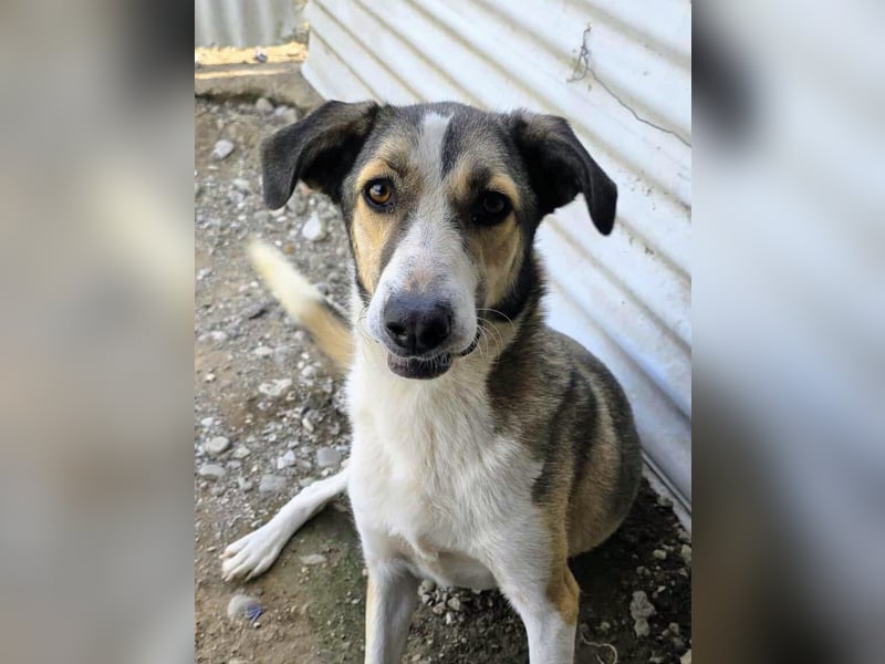 Emma wartet auf ihre Menschen!