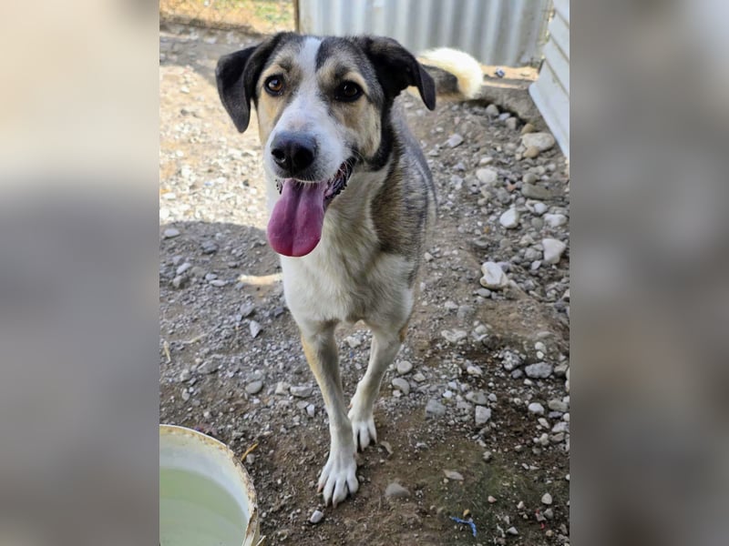 Emma wartet auf ihre Menschen!