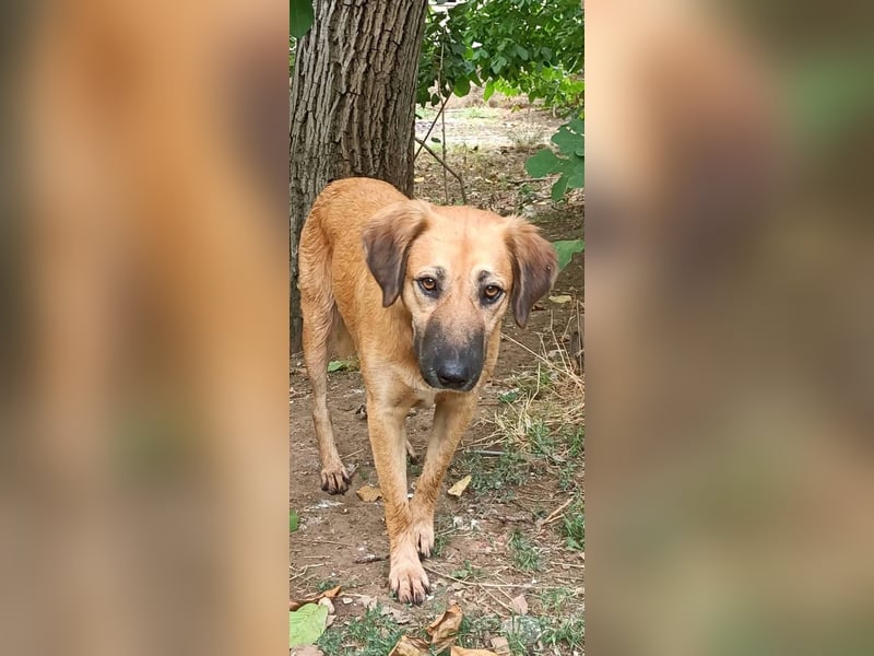 Luna – gib ihr Zeit und sie schenkt dir ihr Herz