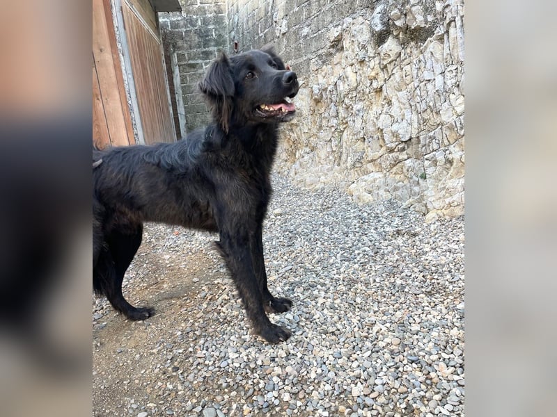 Grimm – Der junge, sanfte Mischlingsrüde sucht sein Zuhause