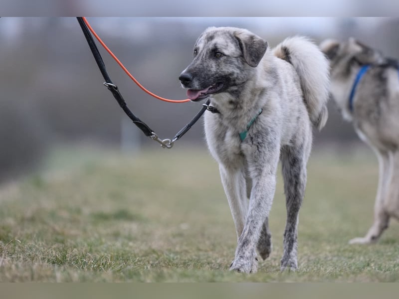 Suro – Sozialer Mischlingswelpe sucht sein Für-immer-Zuhause, derzeit auf PS in 99427 Weimar