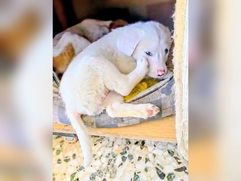 Aponi sucht ihr Für-immer-Zuhause