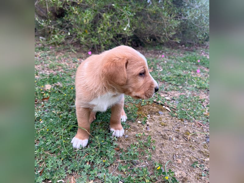 Romolo – der kleine Überlebenskämpfer aus Sizilien sucht sein Zuhause