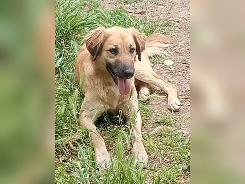 Luna – gib ihr Zeit und sie schenkt dir ihr Herz
