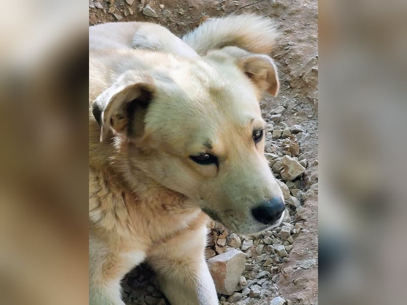 Gentleman Sunny wünscht sich ein Zuhause!