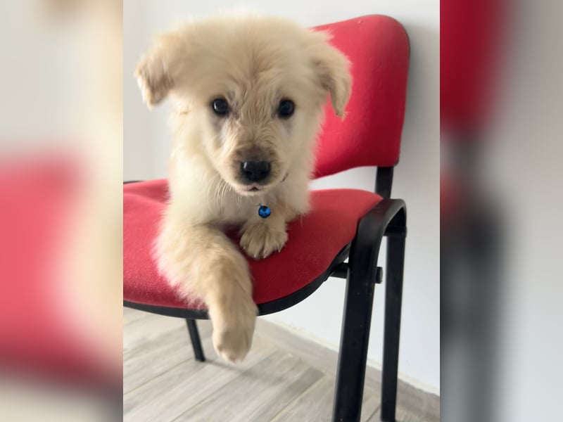 Franz – junger Mischlingswelpe, sozial & verspielt, ca. mittelgroß werdend