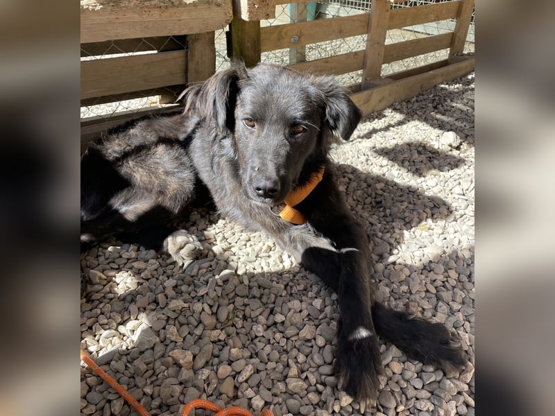 Grimm – Der junge, sanfte Mischlingsrüde sucht sein Zuhause