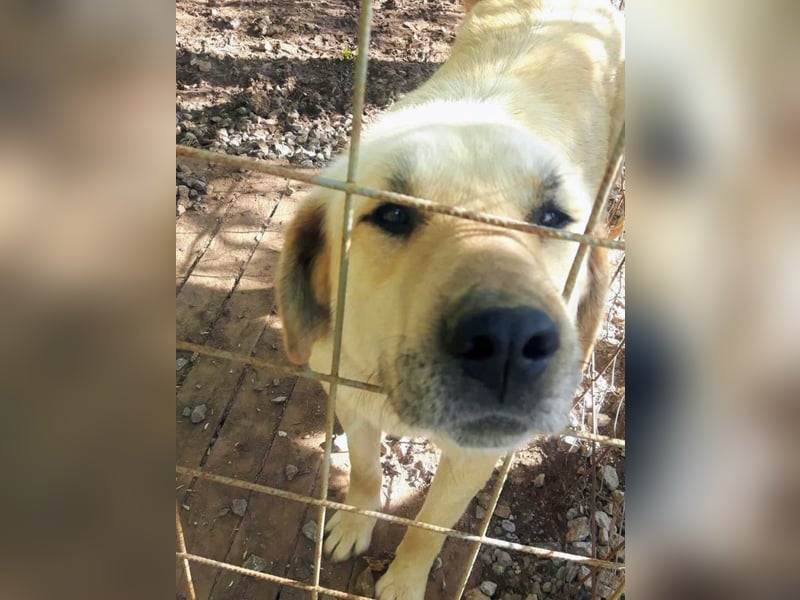 Gentleman Sunny wünscht sich ein Zuhause!