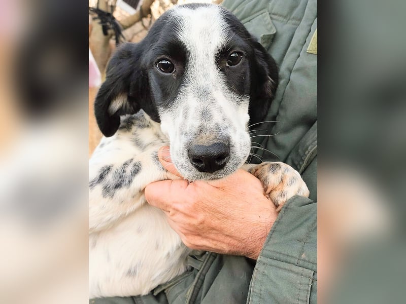 Conny wartet auf ihre Menschen!