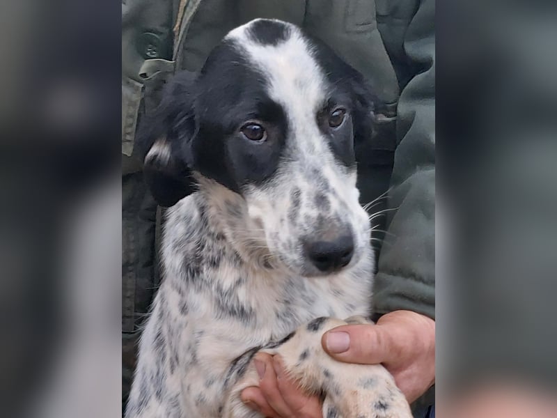 Conny wartet auf ihre Menschen!