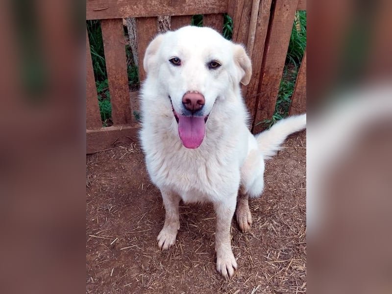 Molly wünscht sich ein Körbchen!