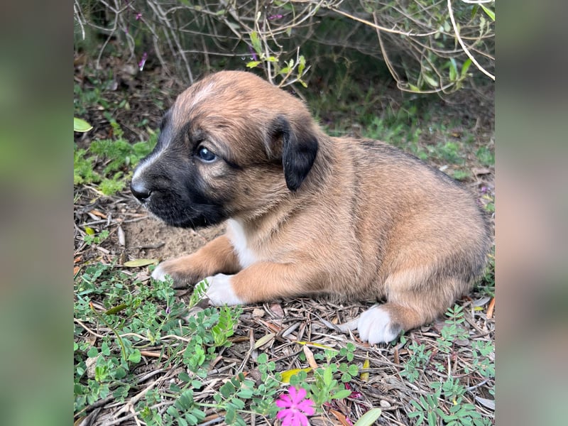 Lola – das süße Mischlingswelpenmädchen aus Sizilien braucht eine liebevolle Familie