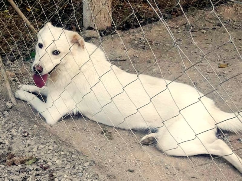Molly wünscht sich ein Körbchen!