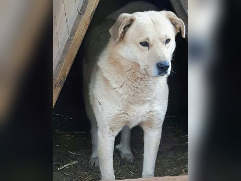 Gentleman Sunny wünscht sich ein Zuhause!