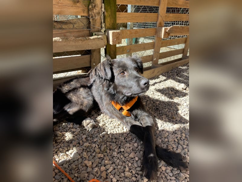 Grimm – Der junge, sanfte Mischlingsrüde sucht sein Zuhause