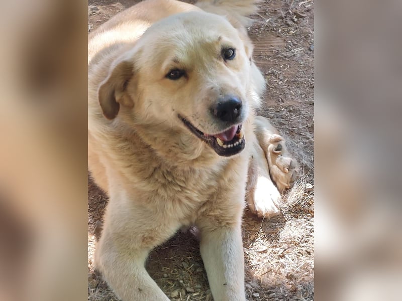 Gentleman Sunny wünscht sich ein Zuhause!