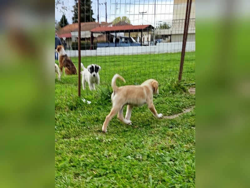 Trevor sucht seine Seelen-Menschen