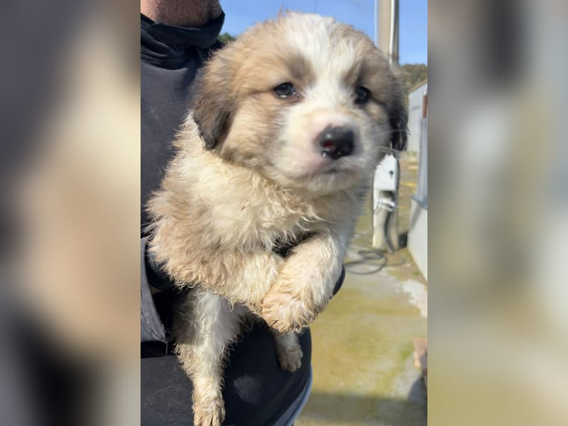 Igor – verspielter Welpenjunge sucht sein Für-immer-Zuhause