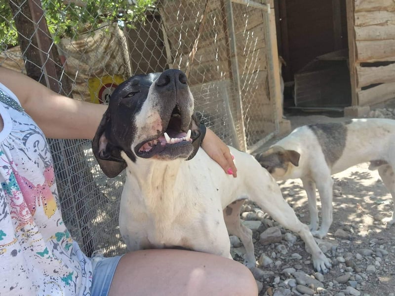 Feu - sensibel und temperamentvoll!