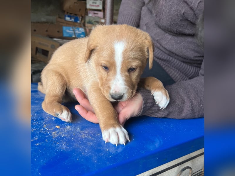 Romolo – der kleine Überlebenskämpfer aus Sizilien sucht sein Zuhause