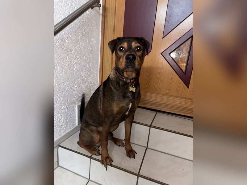 Junghund Charly sucht endlich die richtigen Menschen für den Neuanfang (auf PS in Alsfeld)