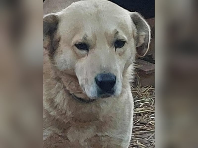 Gentleman Sunny wünscht sich ein Zuhause!