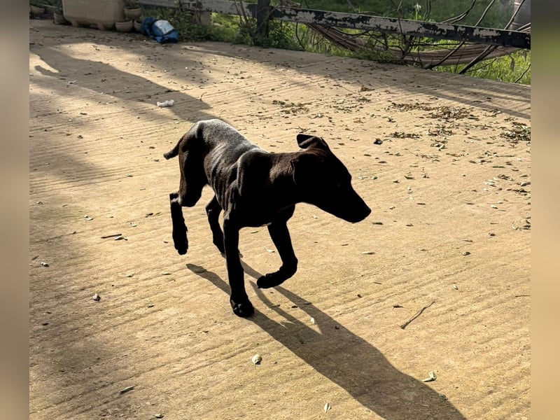 KIRA – aufgeweckt, kinderlieb und auf der Suche nach ihren Menschen