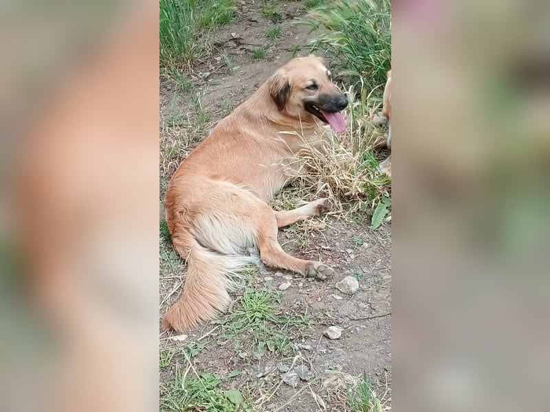 Luna – gib ihr Zeit und sie schenkt dir ihr Herz