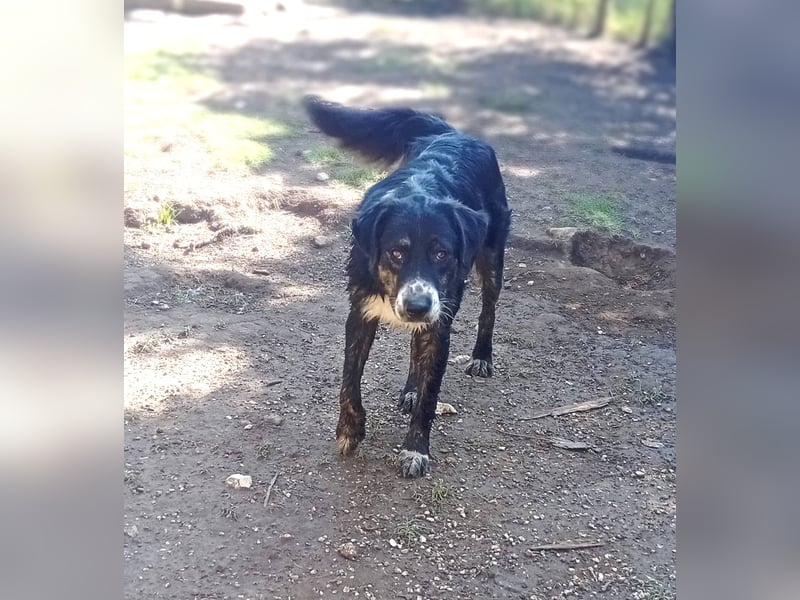 Black, der sanfte Herzenshund sucht Menschen, die ihm Zeit zum Vertrauen geben
