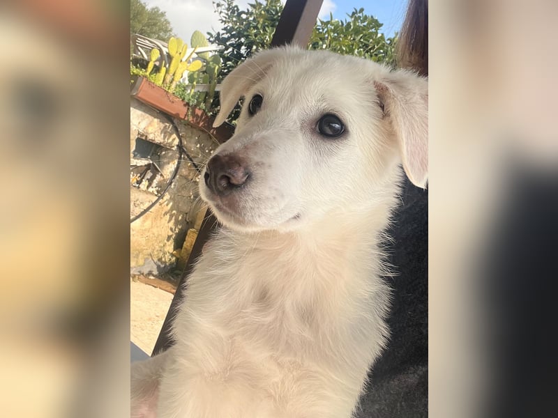 Otis – ein kleiner Sonnenschein auf der Suche nach einem Zuhause