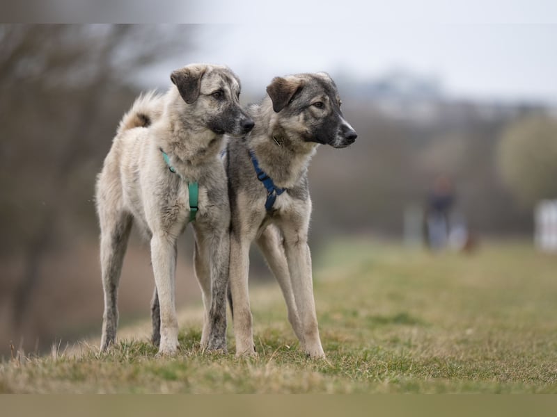 Suro – Sozialer Mischlingswelpe sucht sein Für-immer-Zuhause, derzeit auf PS in 99427 Weimar