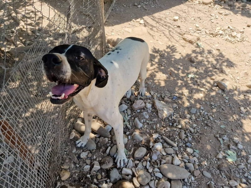 Feu - sensibel und temperamentvoll!