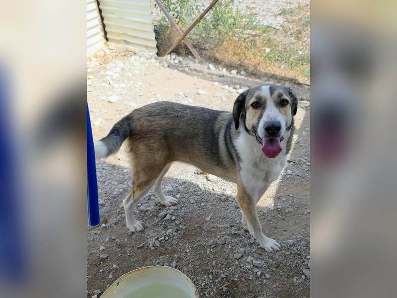 Emma wartet auf ihre Menschen!