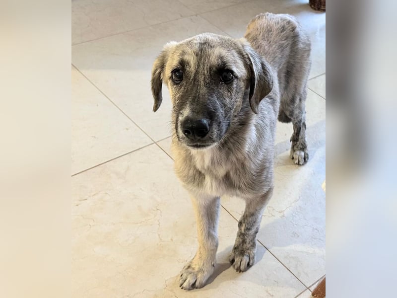 Suro – Sozialer Mischlingswelpe sucht sein Für-immer-Zuhause, derzeit auf PS in 99427 Weimar