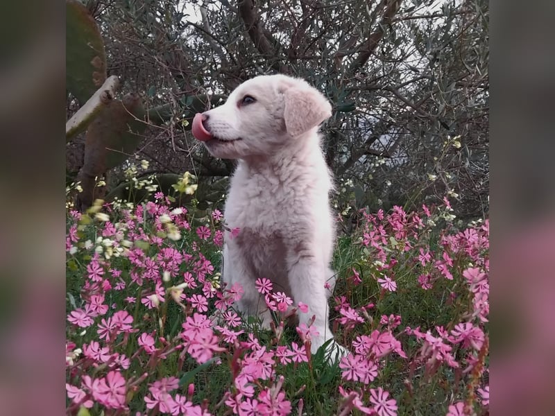 Ugo – kleiner Sonnenschein auf der Suche nach seiner Familie