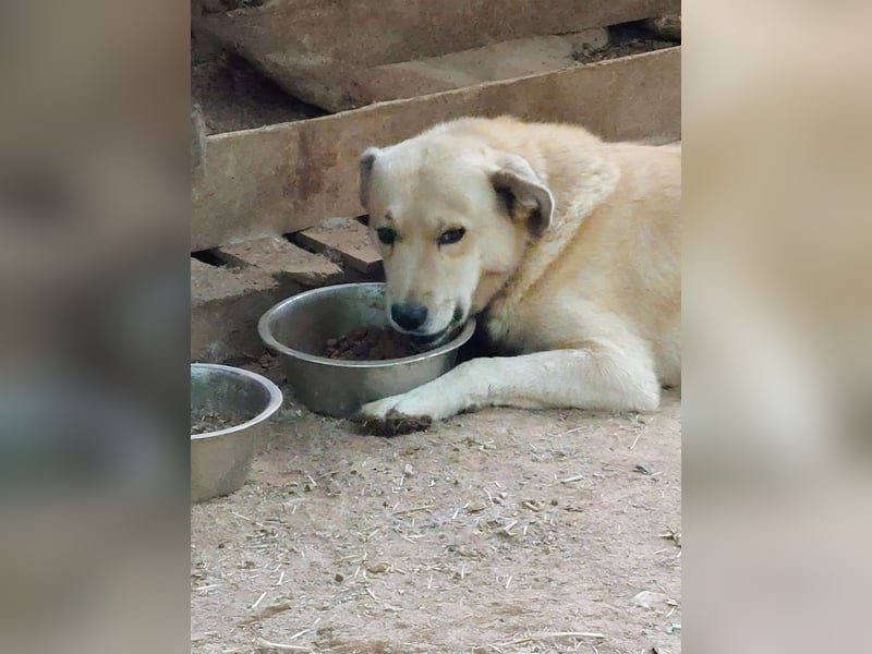 Gentleman Sunny wünscht sich ein Zuhause!