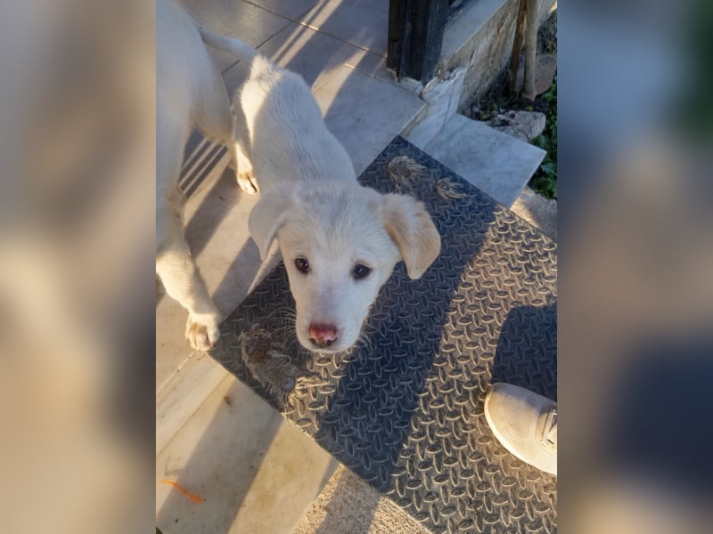 Aponi sucht ihr Für-immer-Zuhause