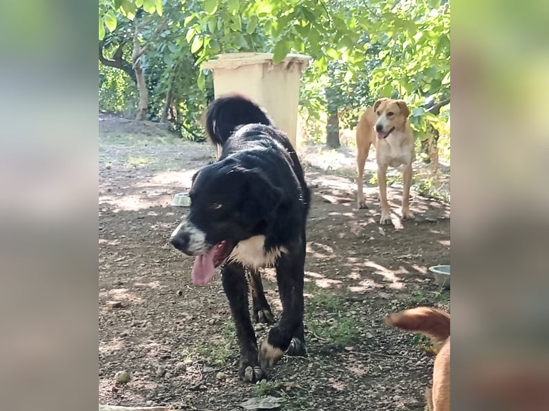 Black, der sanfte Herzenshund sucht Menschen, die ihm Zeit zum Vertrauen geben