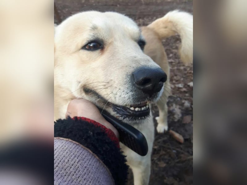 Gentleman Sunny wünscht sich ein Zuhause!