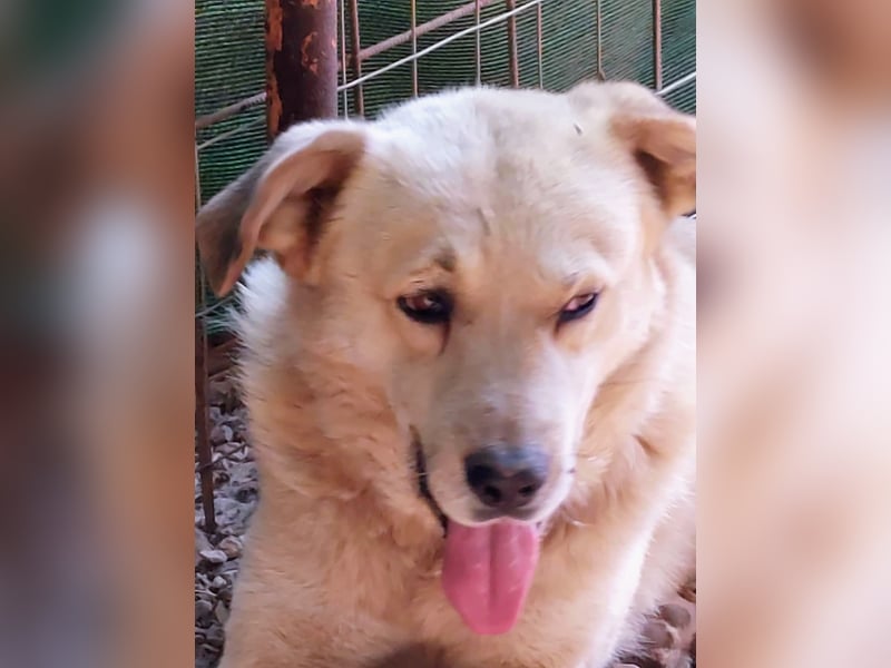 Gentleman Sunny wünscht sich ein Zuhause!