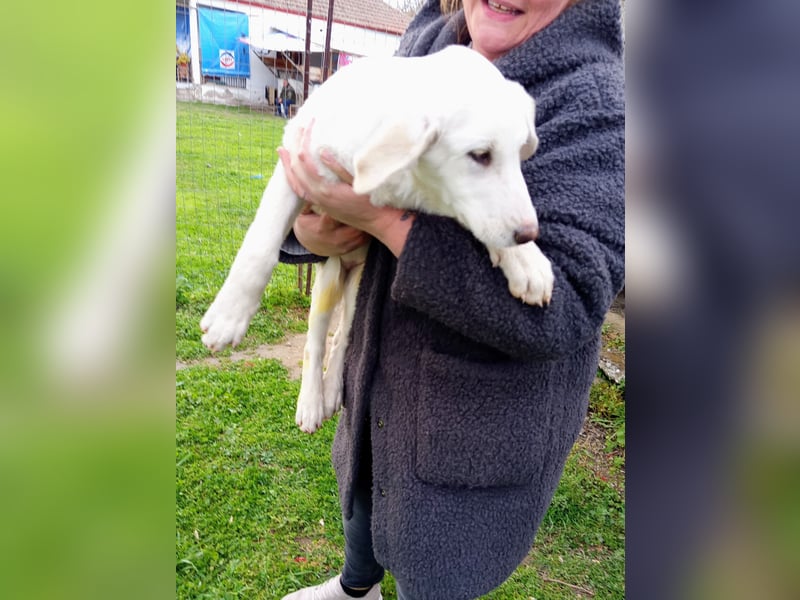 Angel-ein Engel sucht seinen Wirkungskreis